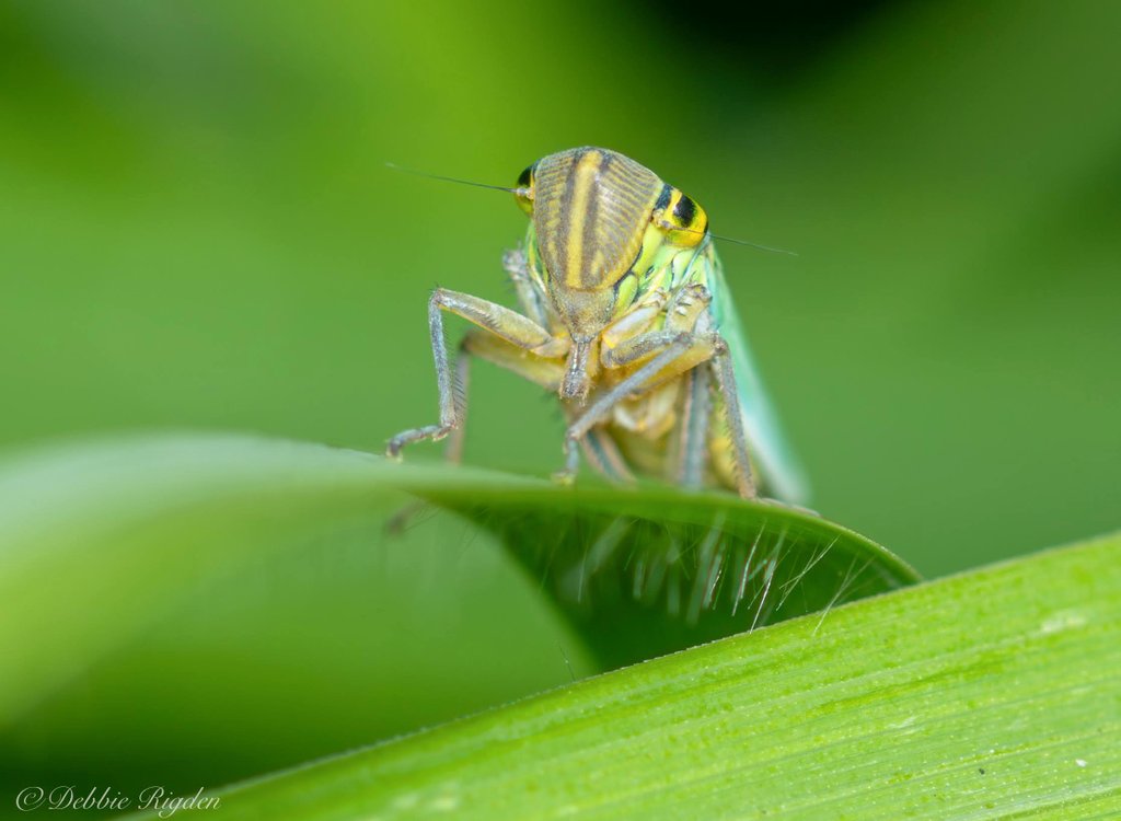 RigdenDebbie's tweet image. Leafhopper - Cicadella viridis, leafhopper seen on my early morning woodland walk 🌿☘️
#leafhopper #hopper #invertebrates #insects #Entomology #macro #nature