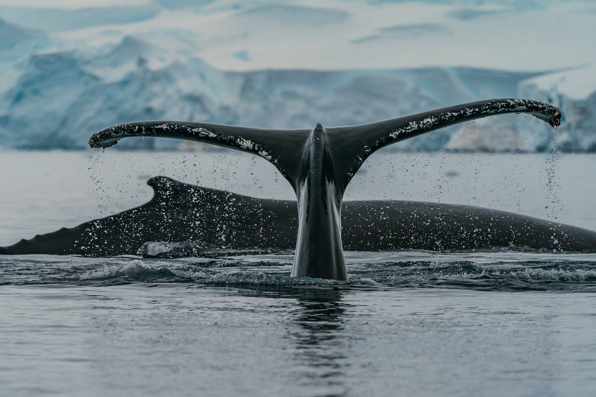Shane Janisch 🇺🇦🐬🐳 (@janischshane) on Twitter photo whaling significantly impacts the biodiversity of the earth, particularly in marine ecosystems. It disrupts food webs, reduces carbon sequestration, and can lead to the extinction of whale species, which are vital for a healthy planet.
End #whaling for a healthy planet.🌍 whaling significantly impacts the biodiversity of the earth, particularly in marine ecosystems. It disrupts food webs, reduces carbon sequestration, and can lead to the extinction of whale species, which are vital for a healthy planet.
End #whaling for a healthy planet.🌍