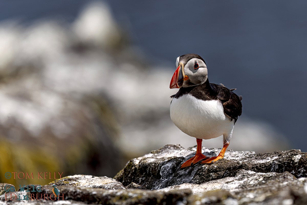 gowildedinburgh's tweet image. What a great trip to the Isle of May this week - the sun shone, puffin numbers were up & we even saw dolphins on the boat back to Anstruther!
#isleofmay #superseabirdsunday #puffins #wildlife #wildlifephotography #TwitterNatureCommunity #TwitterNaturePhotography
