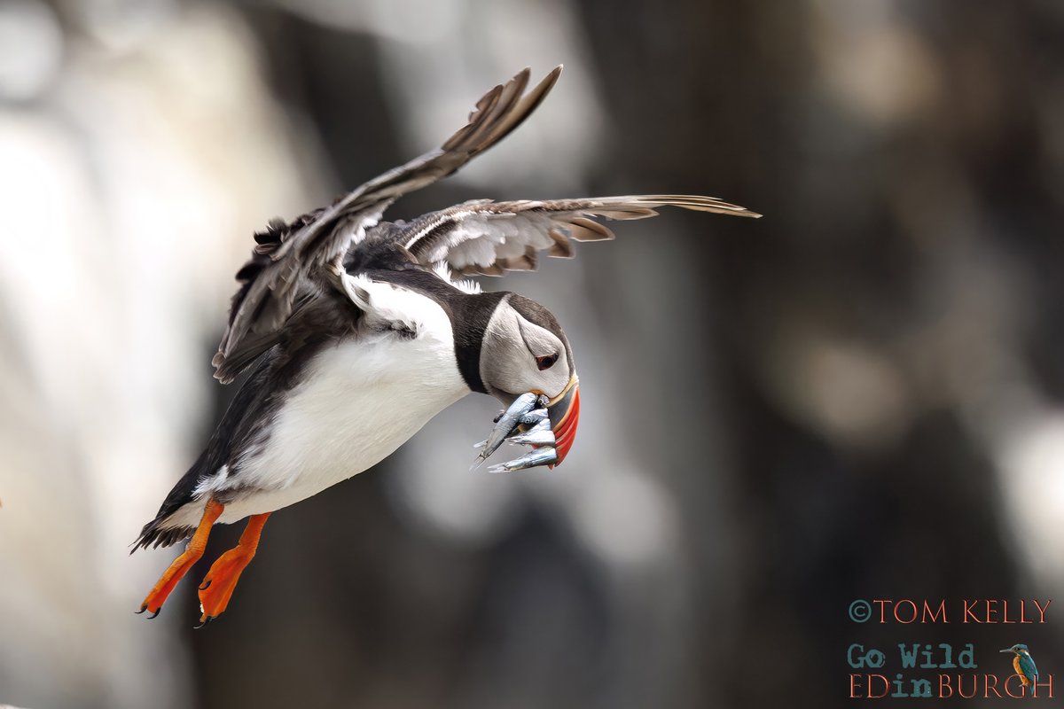 gowildedinburgh's tweet image. What a great trip to the Isle of May this week - the sun shone, puffin numbers were up & we even saw dolphins on the boat back to Anstruther!
#isleofmay #superseabirdsunday #puffins #wildlife #wildlifephotography #TwitterNatureCommunity #TwitterNaturePhotography