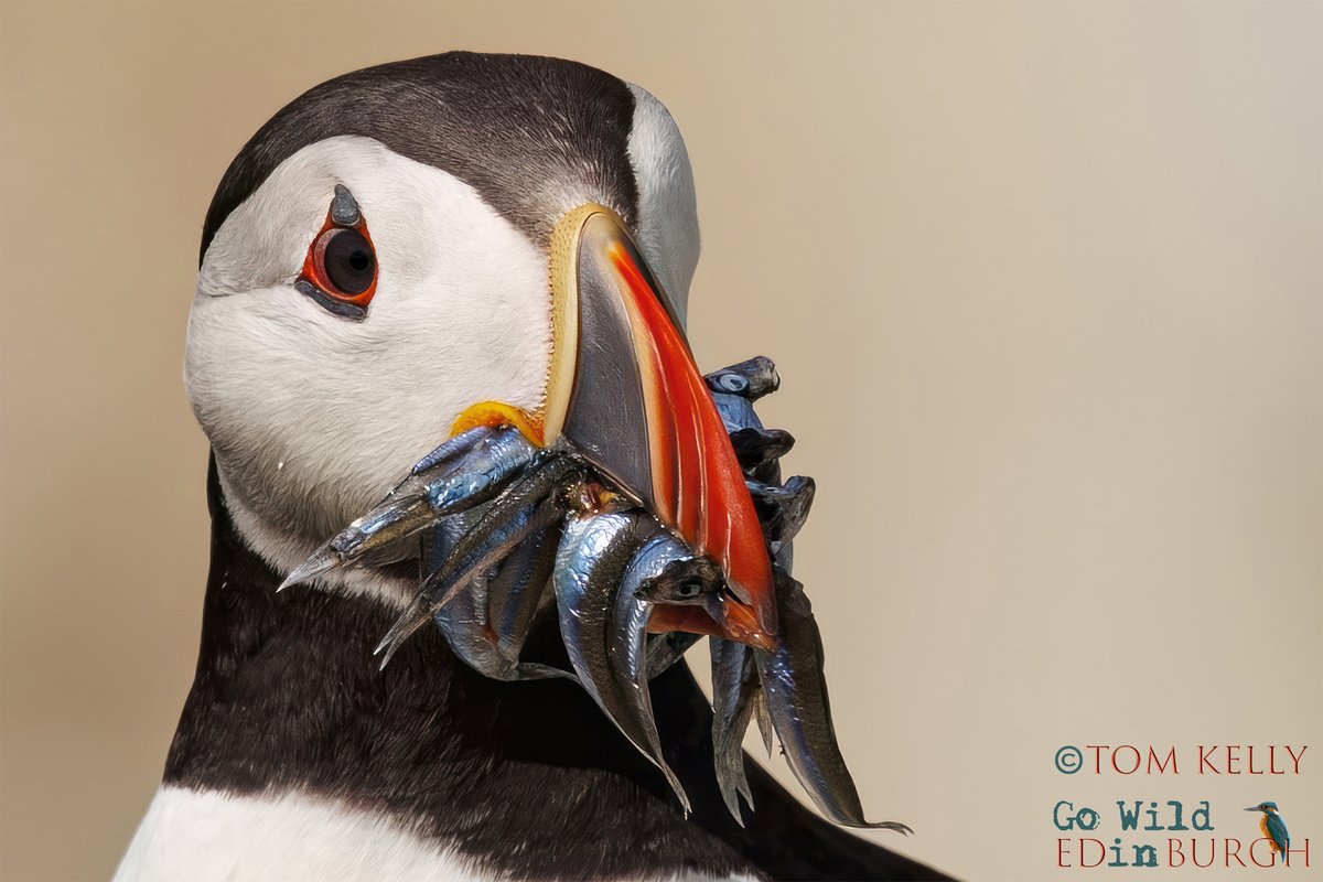 gowildedinburgh's tweet image. What a great trip to the Isle of May this week - the sun shone, puffin numbers were up & we even saw dolphins on the boat back to Anstruther!
#isleofmay #superseabirdsunday #puffins #wildlife #wildlifephotography #TwitterNatureCommunity #TwitterNaturePhotography