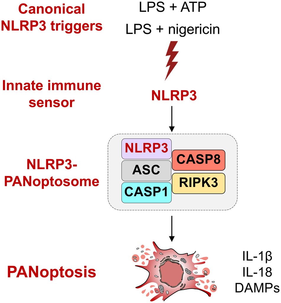 J_Immunol's tweet image. Data suggest that the NLRP3 inflammasome engages an additional innate immune lytic cell death pathway, PANoptosis, for cell death beyond the early timepoints of innate immune responses, which may lead to new therapeutic targets. Learn more: ow.ly/ZkJy50WlNT1.