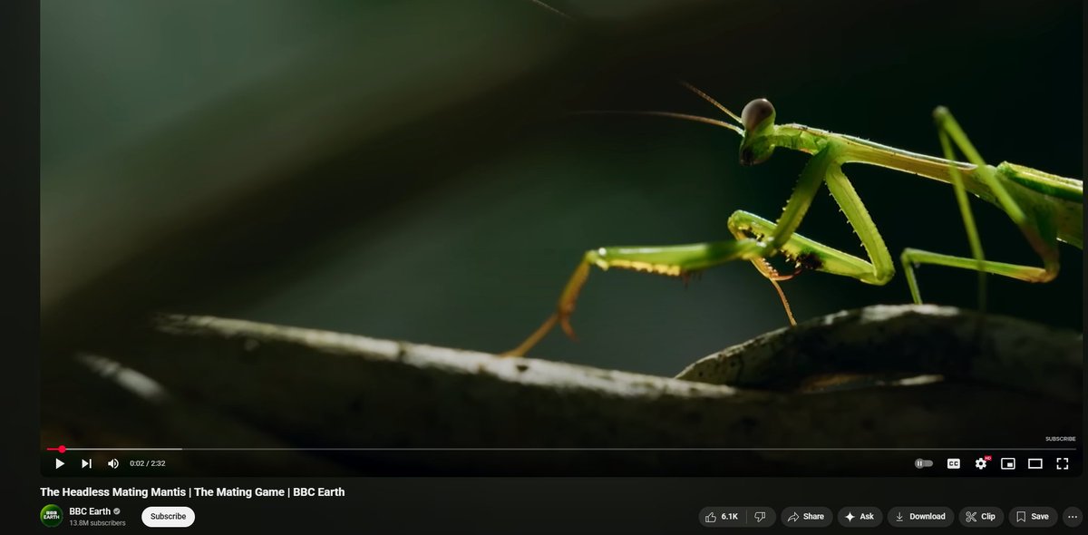 blauskiii's tweet image. YO WE BACK
- nature reacts today (finally watching stuff about orcas, big cats, and insects)
- italian 9/11 (mozarella cheese spill incident)
- CHAT CLIPS, REACT, & NEWS
then... EXPEDITION 33 EXPERT ONLY PARRY ONLY CONTINUES
live twitch.tv/blau