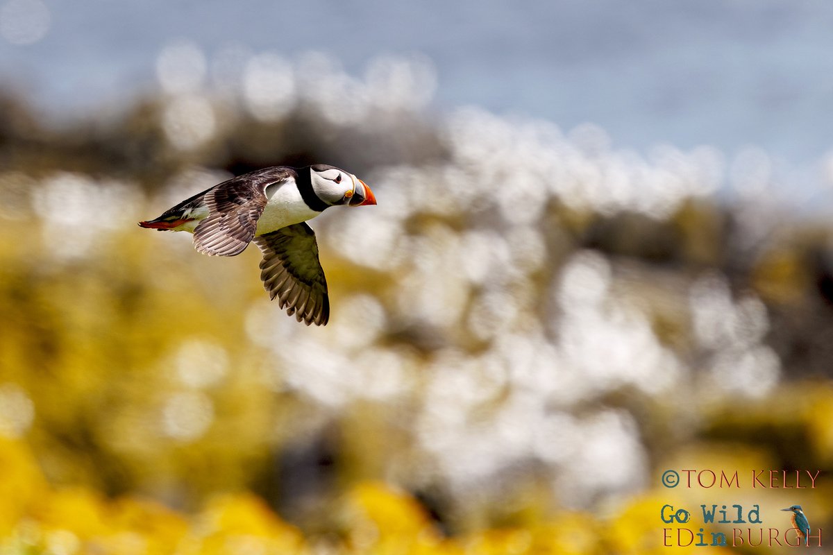 gowildedinburgh's tweet image. What a great trip to the Isle of May this week - the sun shone, puffin numbers were up & we even saw dolphins on the boat back to Anstruther!
#isleofmay #superseabirdsunday #puffins #wildlife #wildlifephotography #TwitterNatureCommunity #TwitterNaturePhotography