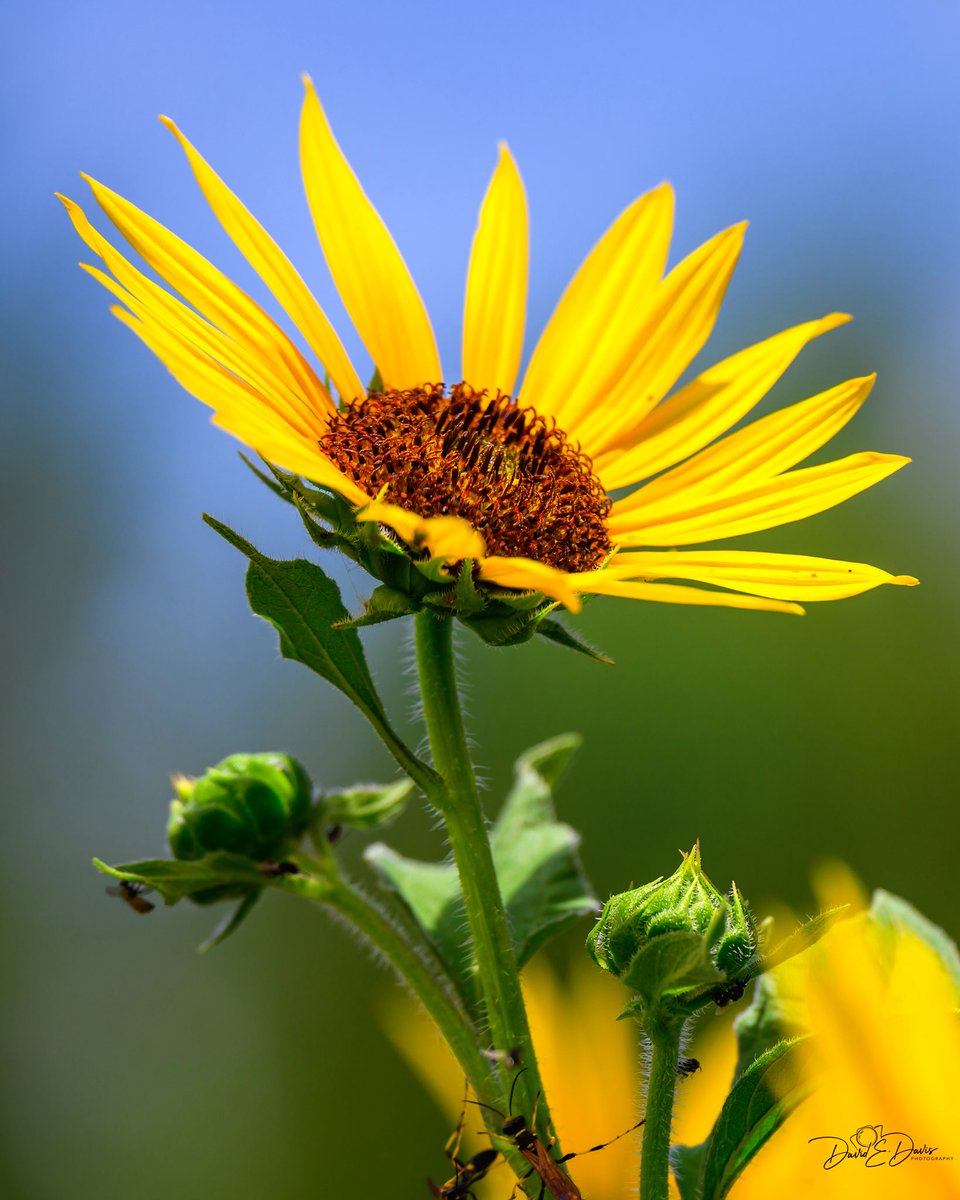 BigSkyCaptures's tweet image. Happy “Sunday Yellow”, friends! 💛
The wild sunflowers have finally bloomed on my property. 🌻