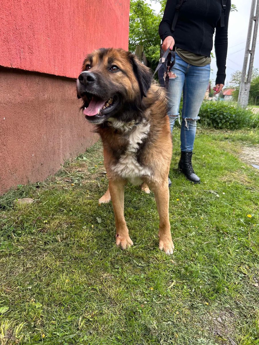 It’s so sad for Stanley - he’s been at the shelter for over a year now, no enquiries 😩

Stan is the sweetest, most well behaved boy. 

There must be someone out there, who recognises what a loyal and loving companion our Stan will be?  PLEASE SHARE STAN FAR AND WIDE 🙏🏼 xxx