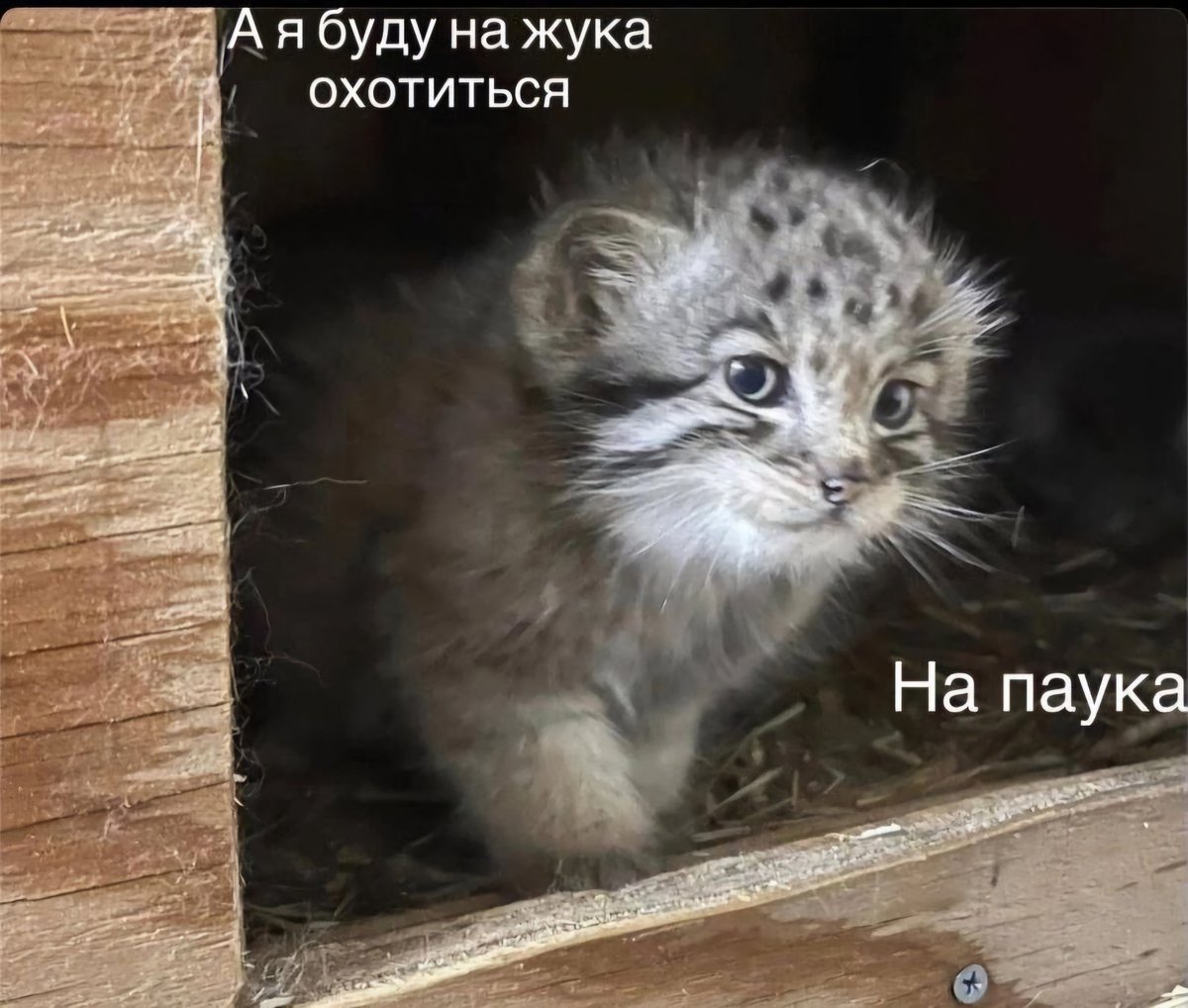 Posypkins's tweet image. Это она