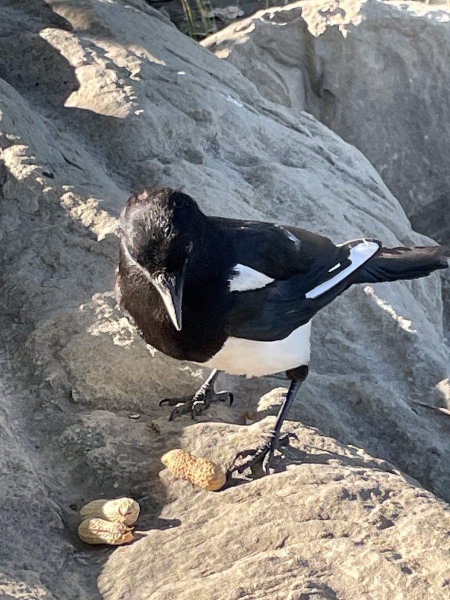 SLB_211's tweet image. Hmm what’s this I see? Deploy the callipers, whoops, success! Workflow for a two-fer! 🥜
#Magpies #Sunday