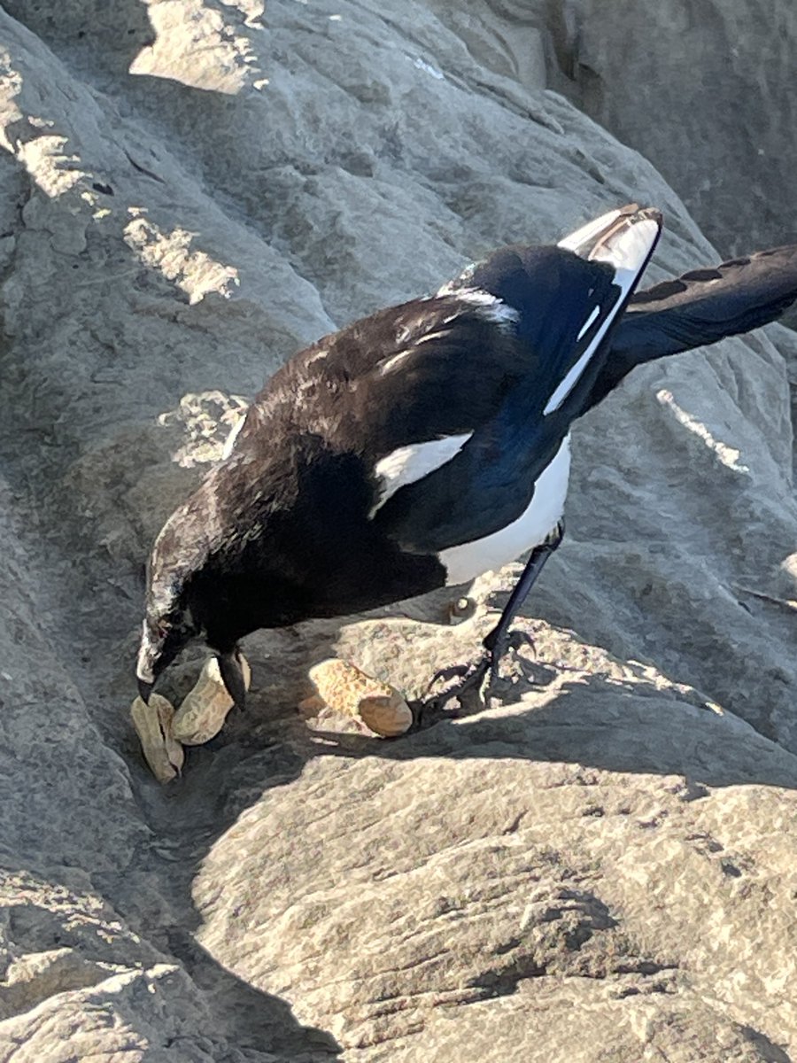 SLB_211's tweet image. Hmm what’s this I see? Deploy the callipers, whoops, success! Workflow for a two-fer! 🥜
#Magpies #Sunday