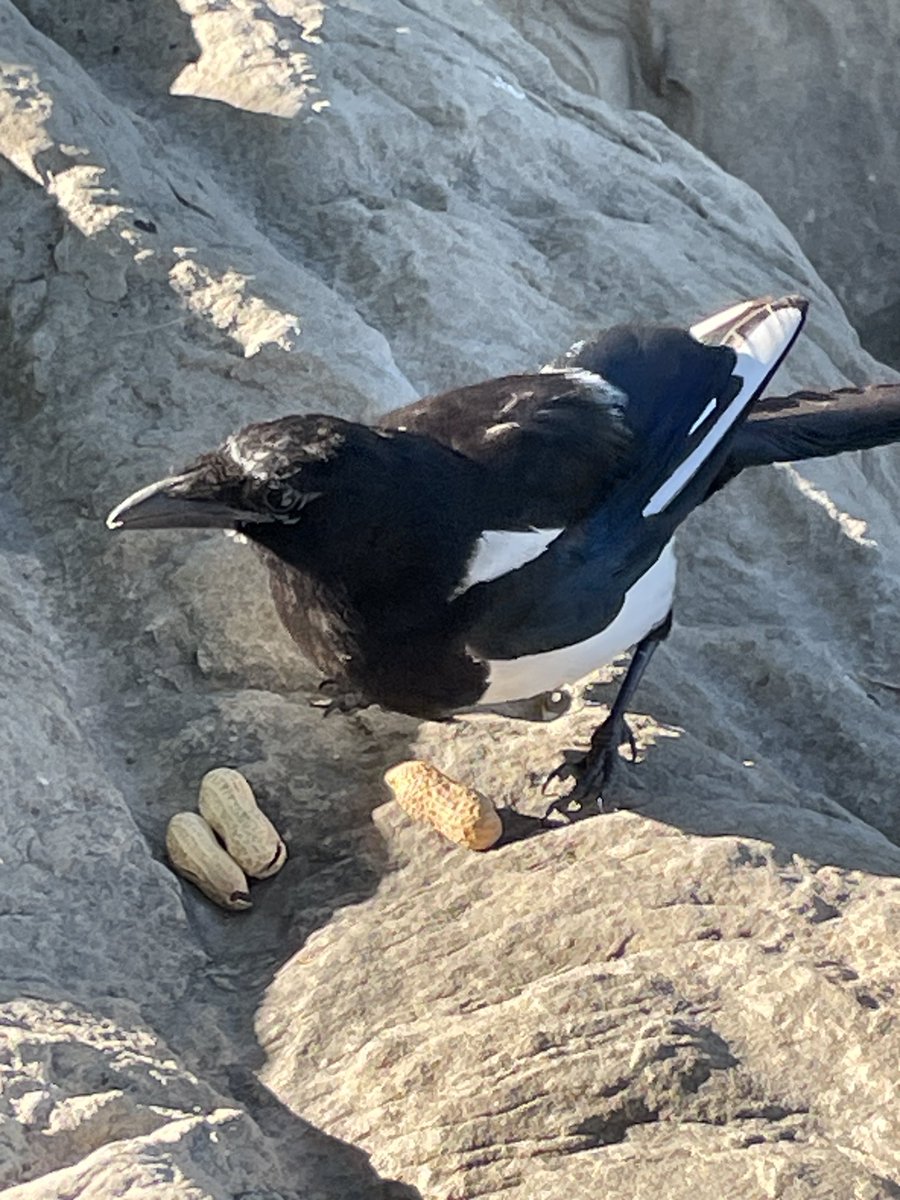 SLB_211's tweet image. Hmm what’s this I see? Deploy the callipers, whoops, success! Workflow for a two-fer! 🥜
#Magpies #Sunday