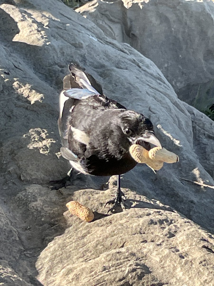 SLB_211's tweet image. Hmm what’s this I see? Deploy the callipers, whoops, success! Workflow for a two-fer! 🥜
#Magpies #Sunday