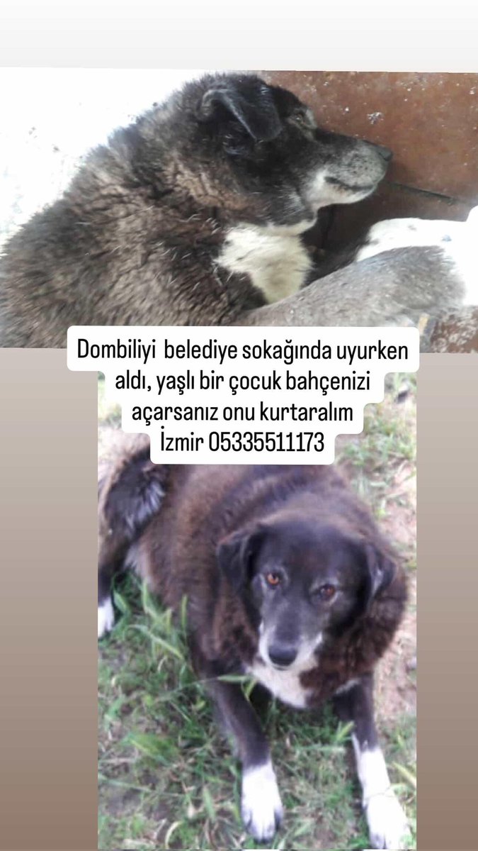 Sizden ricam var bol paylaşım desteği verir misiniz bu çocuğu oradan çıkarabilmek için. İzmir yuva lütfen yaşlı zaten son zamanlarını huzurlu geçirsin barınakta yitip gitmesin. İzmir #satinalmasahiplen #yuva