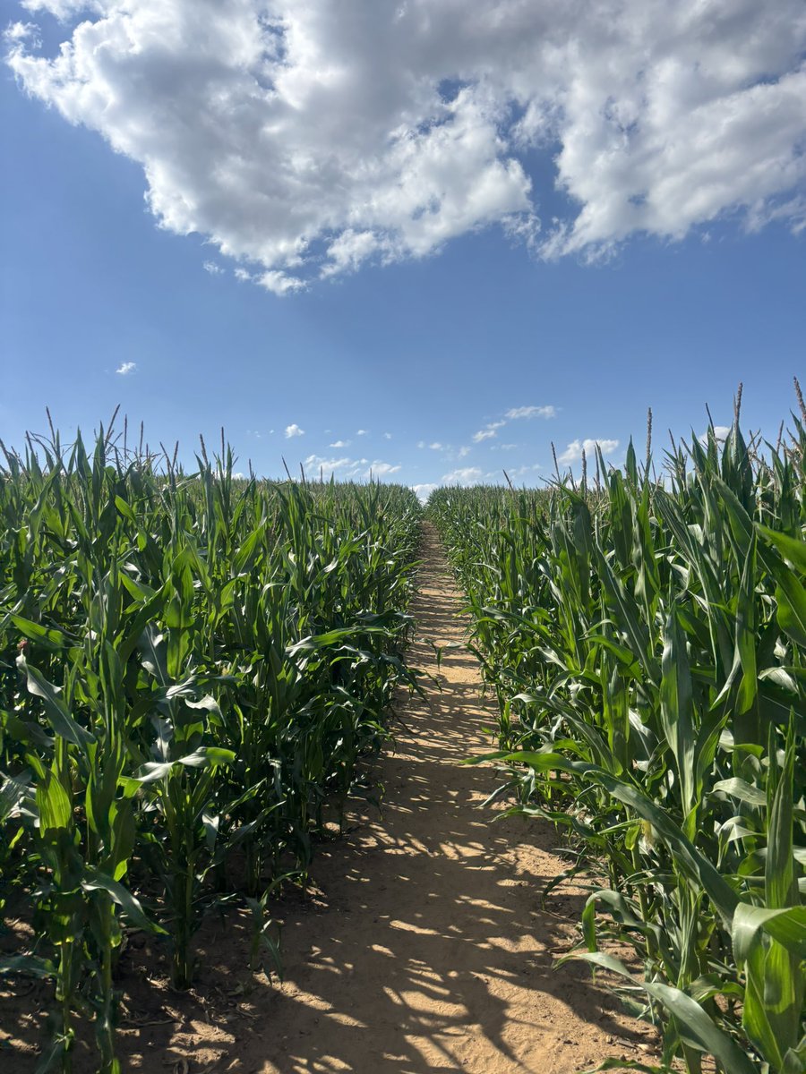 0x_styx's tweet image. Hiding in grass today 

English countryside during good weather 

= 

Elite ☀️

Absolutely huge GM 🤝
