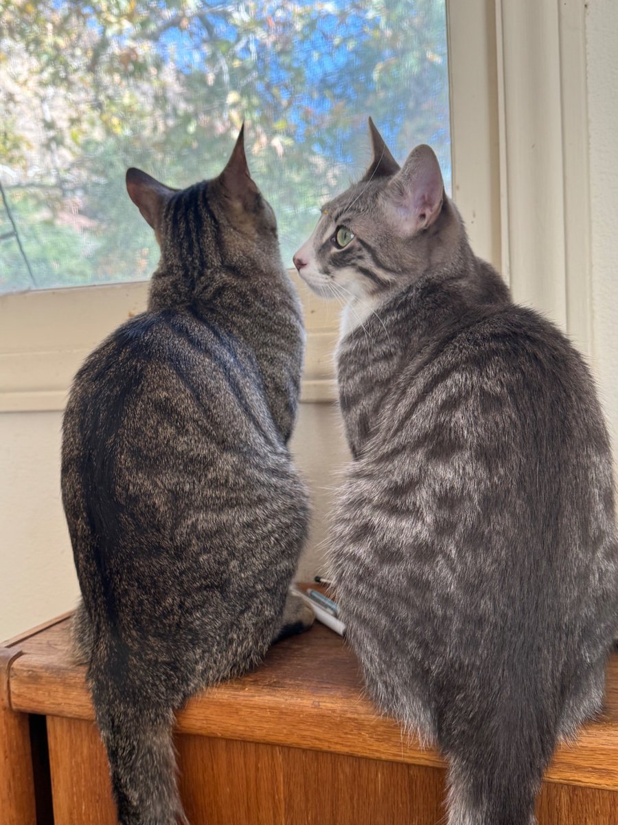 Today is our Gotcha Day! Brofur Robbie and I are celebrating one year living at our forever home.💕💕
We love our staff.
We love our Brofurs Tee and Einstein.
We are very lucky cats.
Riddle and Robbie 🩶🤎