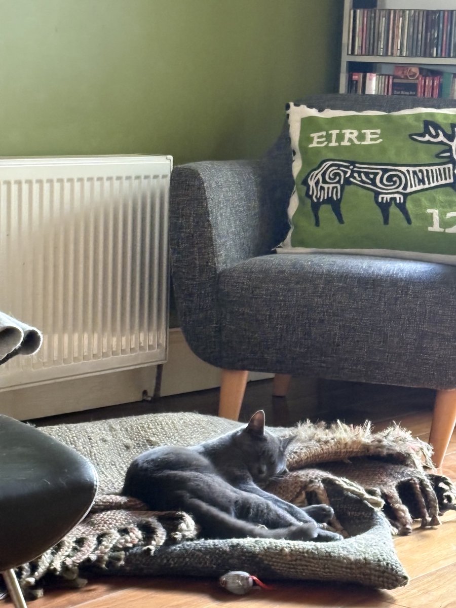 HelenORahilly's tweet image. Oblivious to Wimbledon and the GAA on the TV, Gracie fast asleep on a newly cleaned rug. So much for getting rid of the cat hairs…