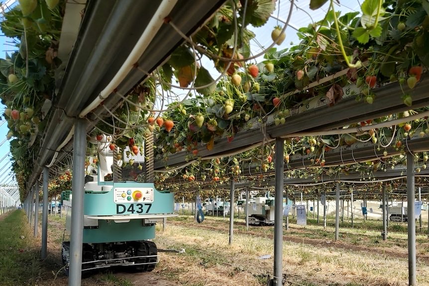What I recommend is the following national prescription:
-maximize greenhouse farming with automation 
-maximize loop house farming with robotic harvesting 
-step function in vertical organic farming (I’ll post on this later) 
-local co-ops and eating local 
-crop rotation and