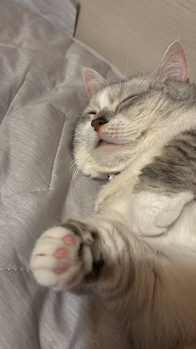最近ベッドを変えてからずーっと一緒に💤💤かわいすぎて ずーっと見ていられる。相変らすの口半開き🥹❤️
 #ねこすきさんと繋がりたい 
 #にゃんず  #ロシアンブルー 
 #ミヌエット
 #大切な家族 #いつもありがとう