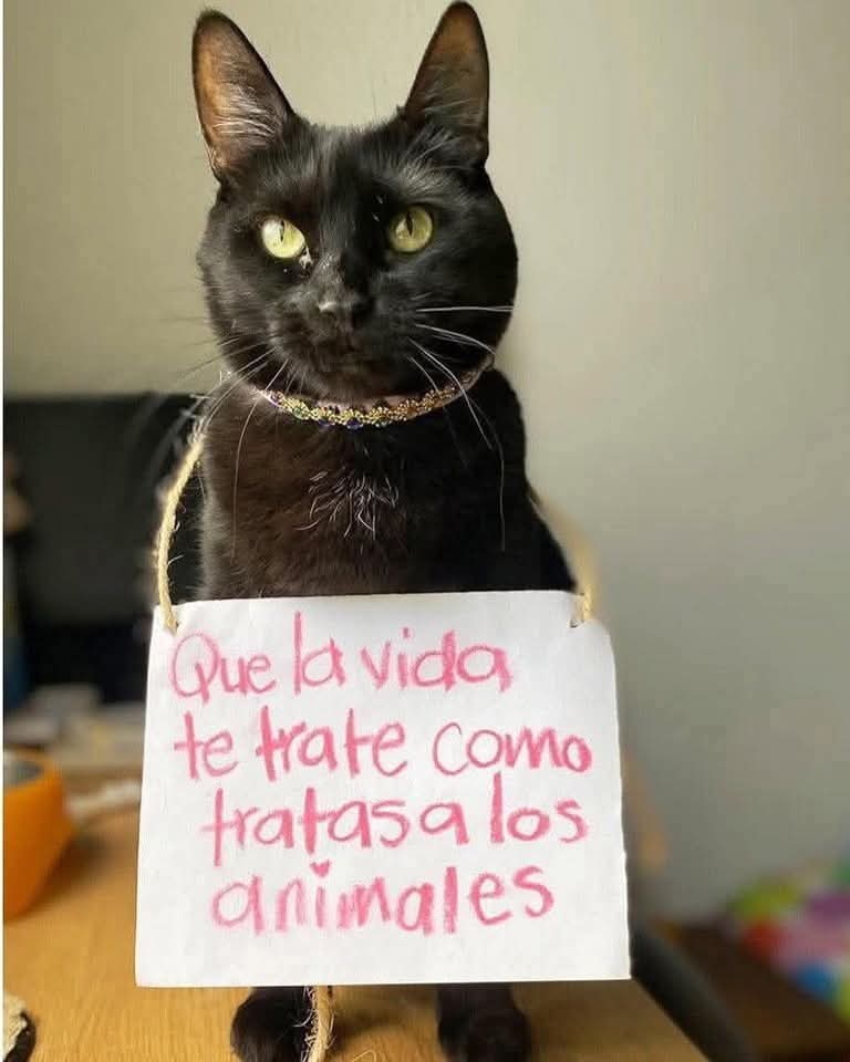 May life return to you all the evil you commit against all animals, be they cats, dogs, cows, bulls, horses, birds, reptiles, insects.
Every life, no matter how small, has the right to live and be in its environment.
#stopanimalcruelty #NoAlMaltratoAnimal 
#SinViolencia