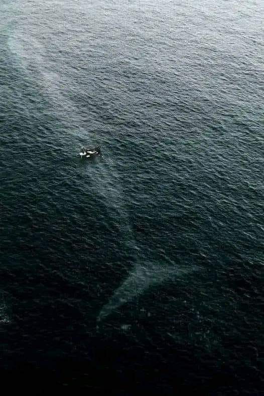A blue whale passing under a boat.