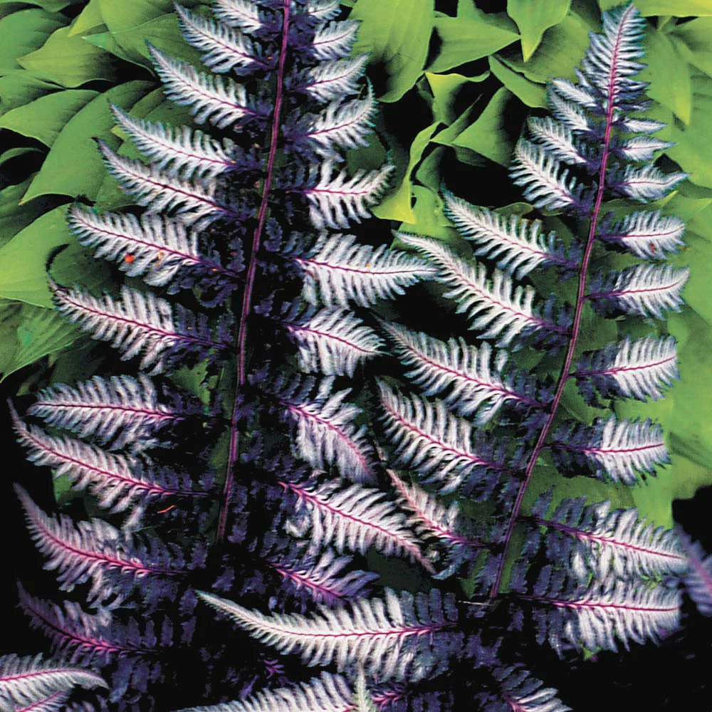 geologyBits's tweet photo. In Geology ✔️ Mineralogy - Botany
#JapanesePaintedFern #UrsulasRed #Botany #FernLovers
🔁 Unveiling the Elegance of Athyrium niponicum var. pictum 'Ursula's Red'
▶️ Discover the striking beauty of the Japanese Painted Fern 'Ursula's Red,' a deciduous fern that transforms shady gardens with its vibrant, silver-dusted fronds and wine-red highlights.
Ready to elevate your garden's aesthetic?
Environment & Cultivation
Athyrium niponicum var. pictum 'Ursula's Red' thrives in the cool, shaded corners of gardens, making it a favorite for woodland settings or container displays.
This hardy fern
prefers humus-rich, moist, well-drained soil and flourishes in partial to full shade. Its low-maintenance nature and ability to naturalize through short, branching rhizomes make it ideal for creating lush, elegant ground cover.
For best color
plant in light shade and enrich the soil with compost or leaf mold. In colder climates, protect the crown with a dry mulch of straw in late autumn to ensure vibrant spring growth.
Botanical Information
Taxonomy: Belonging to the Athyriaceae family, this fern is a cultivar of the Japanese Painted Fern, recently reclassified as Anisocampium niponicum var. pictum 'Ursula's Red,' though commonly sold under its former name, Athyrium niponicum var. pictum 'Ursula's Red.'
Foliage
The fern forms a rosette of arching, triangular, tri-pinnatifid fronds, typically 12-18 inches tall and up to 24 inches wide.
Emerging fronds display
a deep burgundy-purple hue with a silvery overlay, particularly along the central stipes and nearby pinnae.
As the season progresses
the purple tones fade to silvery-green, maintaining a striking contrast.
Growth Habit
Clump-forming with a colonizing rhizome, it spreads slowly in optimal conditions, creating dense colonies.
It is deciduous
with fronds dying back in autumn and re-emerging in spring.
Hardiness
Fully hardy in USDA Zones 4a-9b, it tolerates a range of soils but requires consistent moisture to prevent drying out.
It is resistant to deer
rabbits, and verticillium wilt, making it a robust garden choice.
Propagation
Clonally propagated for consistency, it can also be divided in early spring for expansion.
▶️ Interesting Fact
'Ursula's Red' was selected for its unique coloration, but its variability in spore-grown populations often makes it indistinguishable from other Athyrium niponicum cultivars like 'Silver Falls' or 'Burgundy Lace.'
This natural variation
highlights the fern’s adaptability and charm in diverse garden settings.
🌿 Have you grown 'Ursula's Red' in your garden, or are you inspired to add this fern to your shade landscape?
🔁 Like & Share your tips or favorite fern companions in the comments!