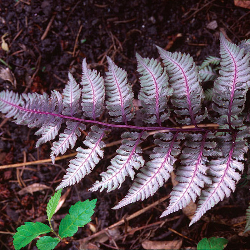 geologyBits's tweet photo. In Geology ✔️ Mineralogy - Botany
#JapanesePaintedFern #UrsulasRed #Botany #FernLovers
🔁 Unveiling the Elegance of Athyrium niponicum var. pictum 'Ursula's Red'
▶️ Discover the striking beauty of the Japanese Painted Fern 'Ursula's Red,' a deciduous fern that transforms shady gardens with its vibrant, silver-dusted fronds and wine-red highlights.
Ready to elevate your garden's aesthetic?
Environment & Cultivation
Athyrium niponicum var. pictum 'Ursula's Red' thrives in the cool, shaded corners of gardens, making it a favorite for woodland settings or container displays.
This hardy fern
prefers humus-rich, moist, well-drained soil and flourishes in partial to full shade. Its low-maintenance nature and ability to naturalize through short, branching rhizomes make it ideal for creating lush, elegant ground cover.
For best color
plant in light shade and enrich the soil with compost or leaf mold. In colder climates, protect the crown with a dry mulch of straw in late autumn to ensure vibrant spring growth.
Botanical Information
Taxonomy: Belonging to the Athyriaceae family, this fern is a cultivar of the Japanese Painted Fern, recently reclassified as Anisocampium niponicum var. pictum 'Ursula's Red,' though commonly sold under its former name, Athyrium niponicum var. pictum 'Ursula's Red.'
Foliage
The fern forms a rosette of arching, triangular, tri-pinnatifid fronds, typically 12-18 inches tall and up to 24 inches wide.
Emerging fronds display
a deep burgundy-purple hue with a silvery overlay, particularly along the central stipes and nearby pinnae.
As the season progresses
the purple tones fade to silvery-green, maintaining a striking contrast.
Growth Habit
Clump-forming with a colonizing rhizome, it spreads slowly in optimal conditions, creating dense colonies.
It is deciduous
with fronds dying back in autumn and re-emerging in spring.
Hardiness
Fully hardy in USDA Zones 4a-9b, it tolerates a range of soils but requires consistent moisture to prevent drying out.
It is resistant to deer
rabbits, and verticillium wilt, making it a robust garden choice.
Propagation
Clonally propagated for consistency, it can also be divided in early spring for expansion.
▶️ Interesting Fact
'Ursula's Red' was selected for its unique coloration, but its variability in spore-grown populations often makes it indistinguishable from other Athyrium niponicum cultivars like 'Silver Falls' or 'Burgundy Lace.'
This natural variation
highlights the fern’s adaptability and charm in diverse garden settings.
🌿 Have you grown 'Ursula's Red' in your garden, or are you inspired to add this fern to your shade landscape?
🔁 Like & Share your tips or favorite fern companions in the comments!