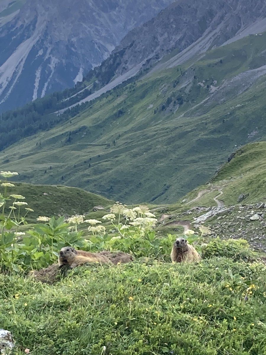 Mä näin tänään Murmelin pyörälenkillä. 
Mitä sä oot nähny?