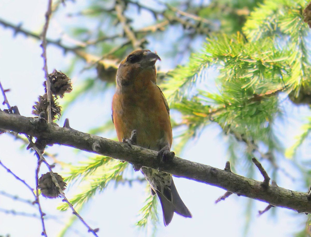 James Reader🏴🐝🎸 (@jamesreader69) on Twitter photo Crossbill this afternoon at Great Hampden,about 30 birds feeding in Larches.
<a href="/bucksalert/">Bucks Bird Alert</a>
<a href="/bucksbirdnews/">Bucks Bird News</a> Crossbill this afternoon at Great Hampden,about 30 birds feeding in Larches.
<a href="/bucksalert/">Bucks Bird Alert</a>
<a href="/bucksbirdnews/">Bucks Bird News</a>
