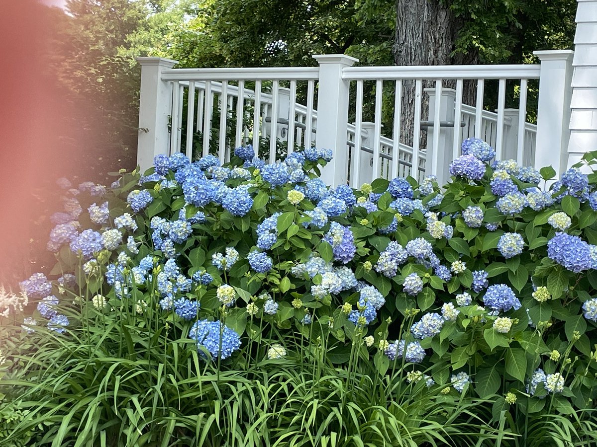 Well the Rododendron's may be gone but the hydrangeas are back! They're so gorgeous! Absolutely perfect day at the Halifax Public Gardens today! Wow!