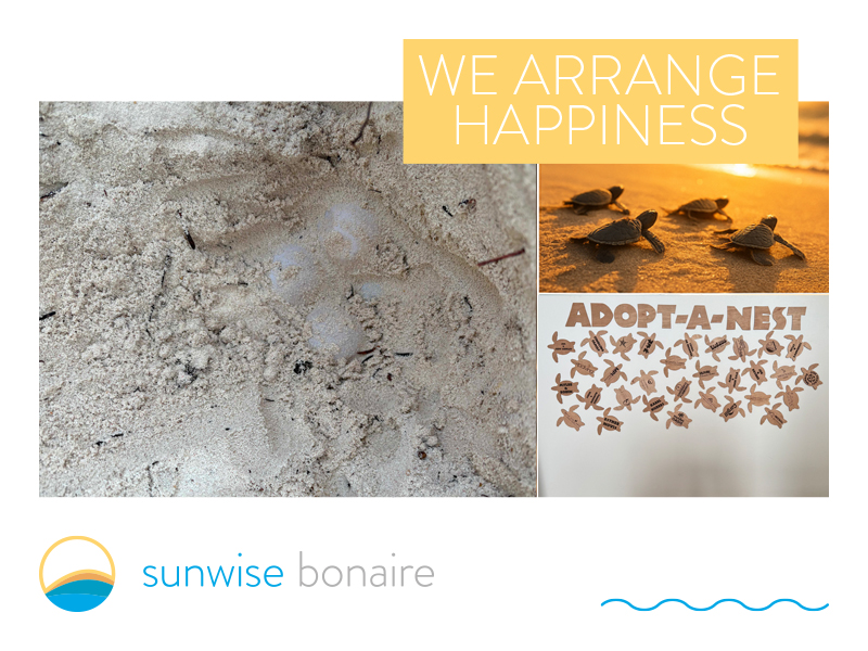 SunwiseBonaire's tweet photo. 🐢 Sea Turtle Conservation Bonaire just discovered a new nest on Klein Bonaire—now known as the “Sunwise Nest”! One of 44 nests this season, it’s being carefully monitored. Hatchlings expected in September! 🐣 #SunwiseNest #STCB #Bonaire #TurtleConservation #KleinBonaire https://t.co/V3rnb2BxVS