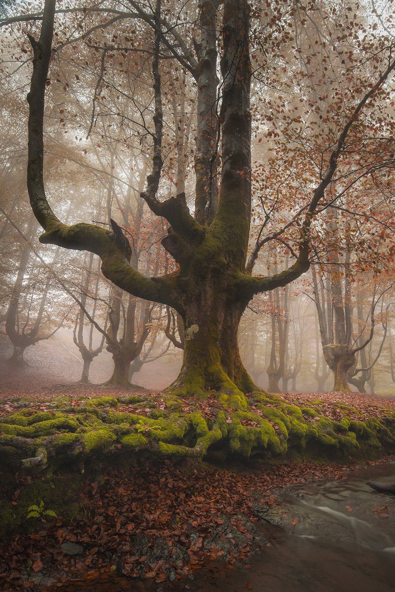 A final de Octubre nos vamos de taller fotográfico a estos bosques y aún nos quedan algunas plazas 😊

imanolzuaznabar.com/viaje-otono-eu…