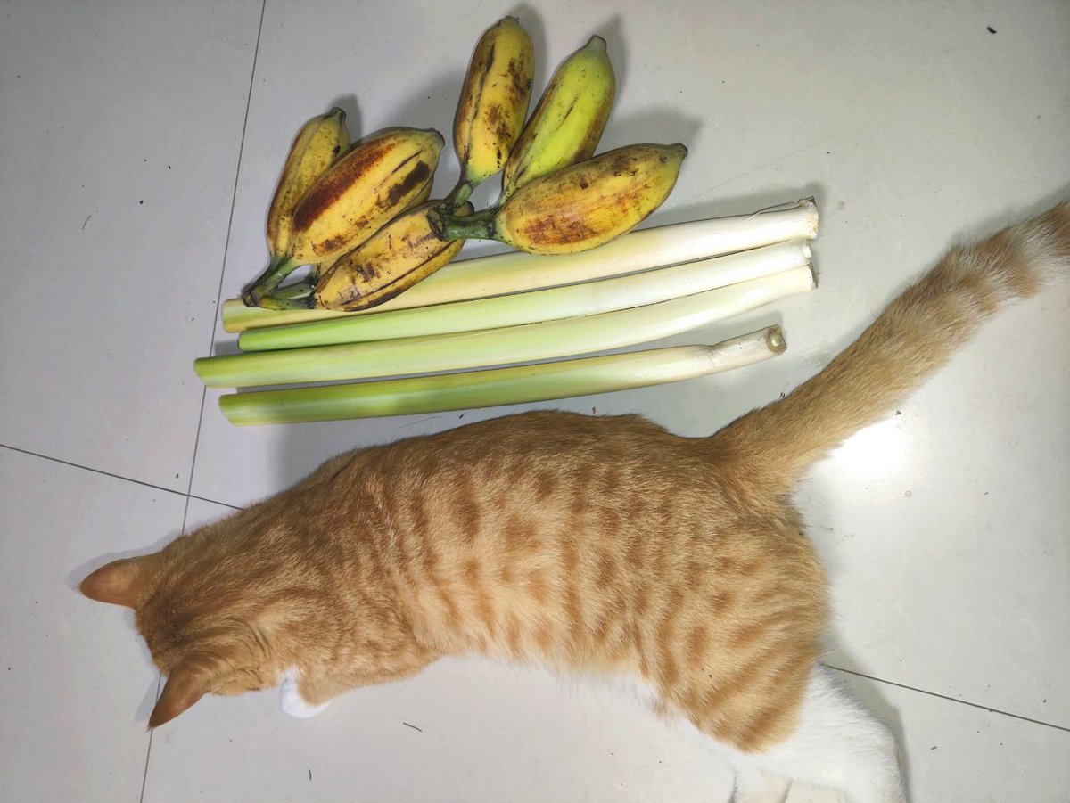 原始香蕉，狂犬，和香蒲根茎