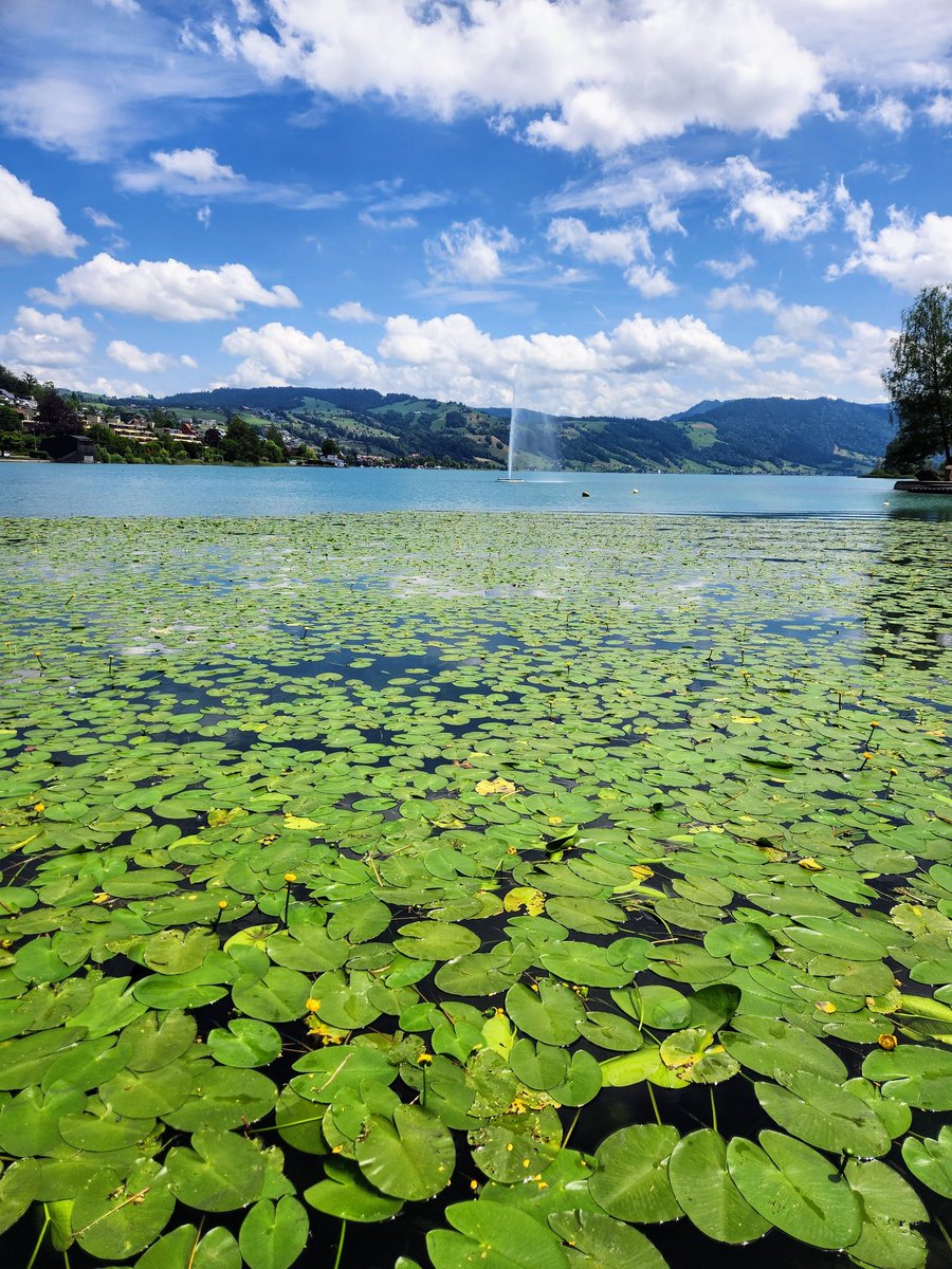 HikingSchweiz's tweet image. A walk around the idyllic Ägerisee in Canton Zug, Switzerland 🇨🇭