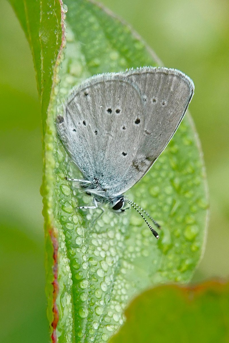 dartfordtrapper's tweet image. Next we wandered onto Fackenden downs where the highlights were Small Blue, Lace Border looking very fresh!, 100s of Gatekeepers and a few Ringlets still hanging on.