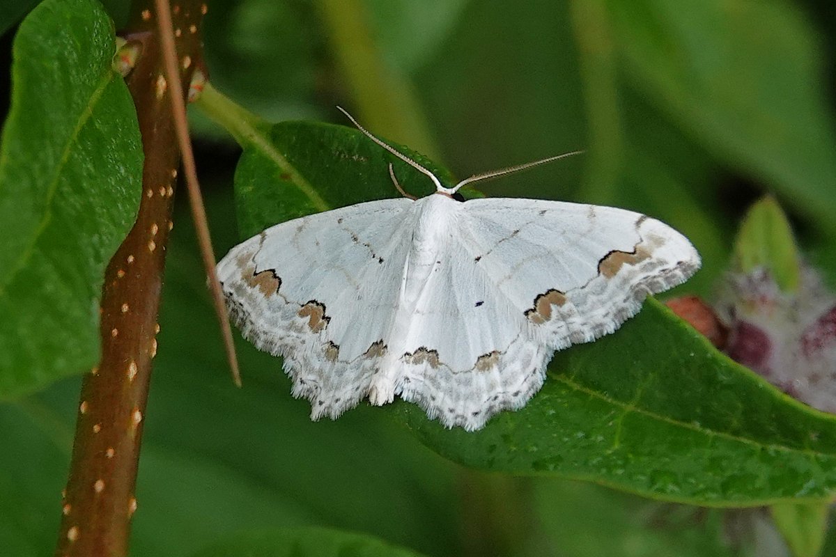 dartfordtrapper's tweet image. Next we wandered onto Fackenden downs where the highlights were Small Blue, Lace Border looking very fresh!, 100s of Gatekeepers and a few Ringlets still hanging on.