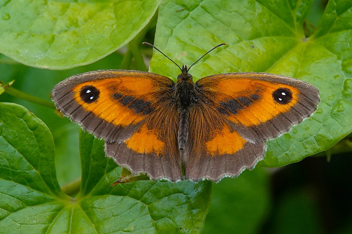 dartfordtrapper's tweet image. Next we wandered onto Fackenden downs where the highlights were Small Blue, Lace Border looking very fresh!, 100s of Gatekeepers and a few Ringlets still hanging on.