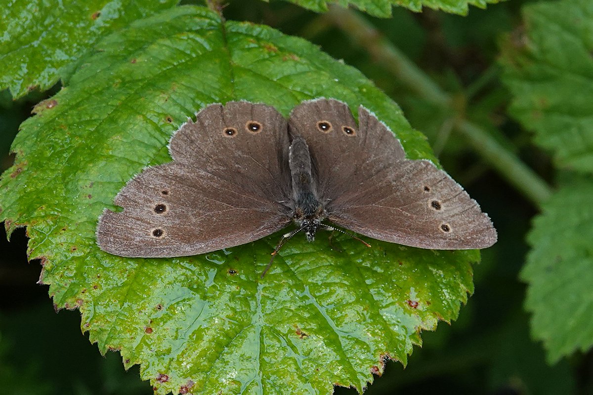 dartfordtrapper's tweet image. Next we wandered onto Fackenden downs where the highlights were Small Blue, Lace Border looking very fresh!, 100s of Gatekeepers and a few Ringlets still hanging on.