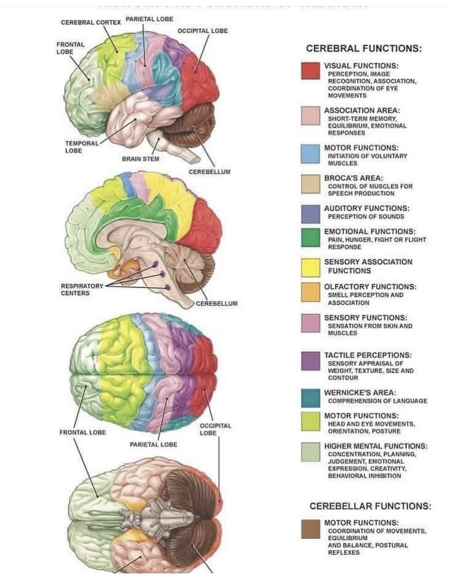 Basic brain