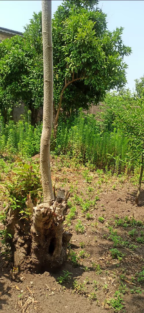 A collection of photographs taken during the few-days war (not the destruction but the nature)

Minted on <a href="/opensea/">OpenSea</a> 
#photography #nature #war #NFTdrops 
opensea.io/collection/war…