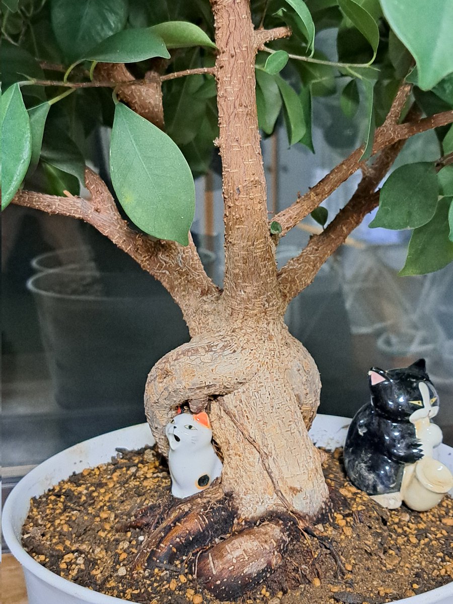 gincha00's tweet image. 実家のガジュマルに陶器の猫が取り込まれて特級呪物になりかけてる