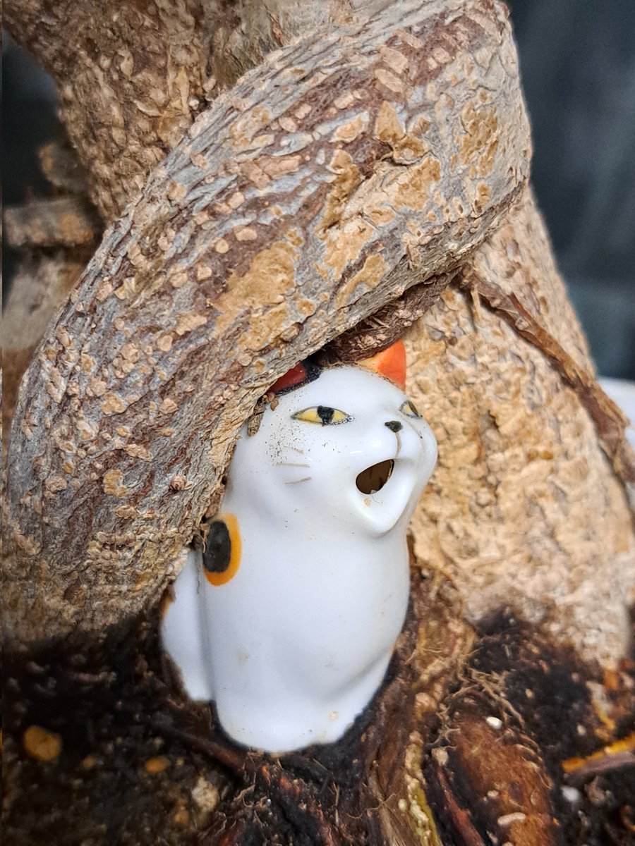gincha00's tweet image. 実家のガジュマルに陶器の猫が取り込まれて特級呪物になりかけてる