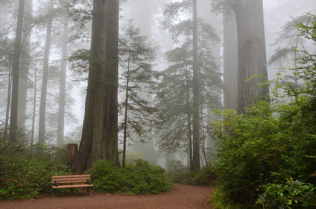 Good morning y'all 🌄, happy Sunday.
This is a picture of my backyard. 🌲