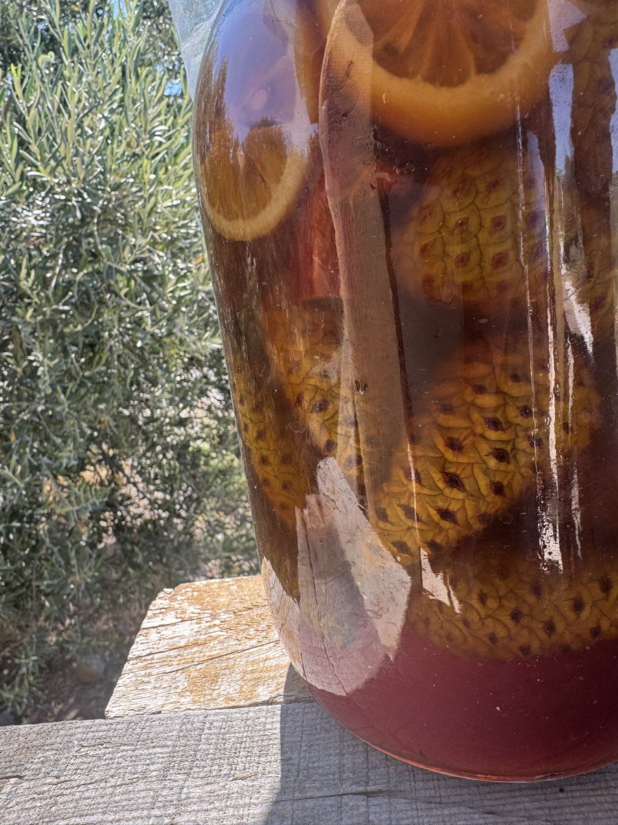 Kozalak turşusuymuş