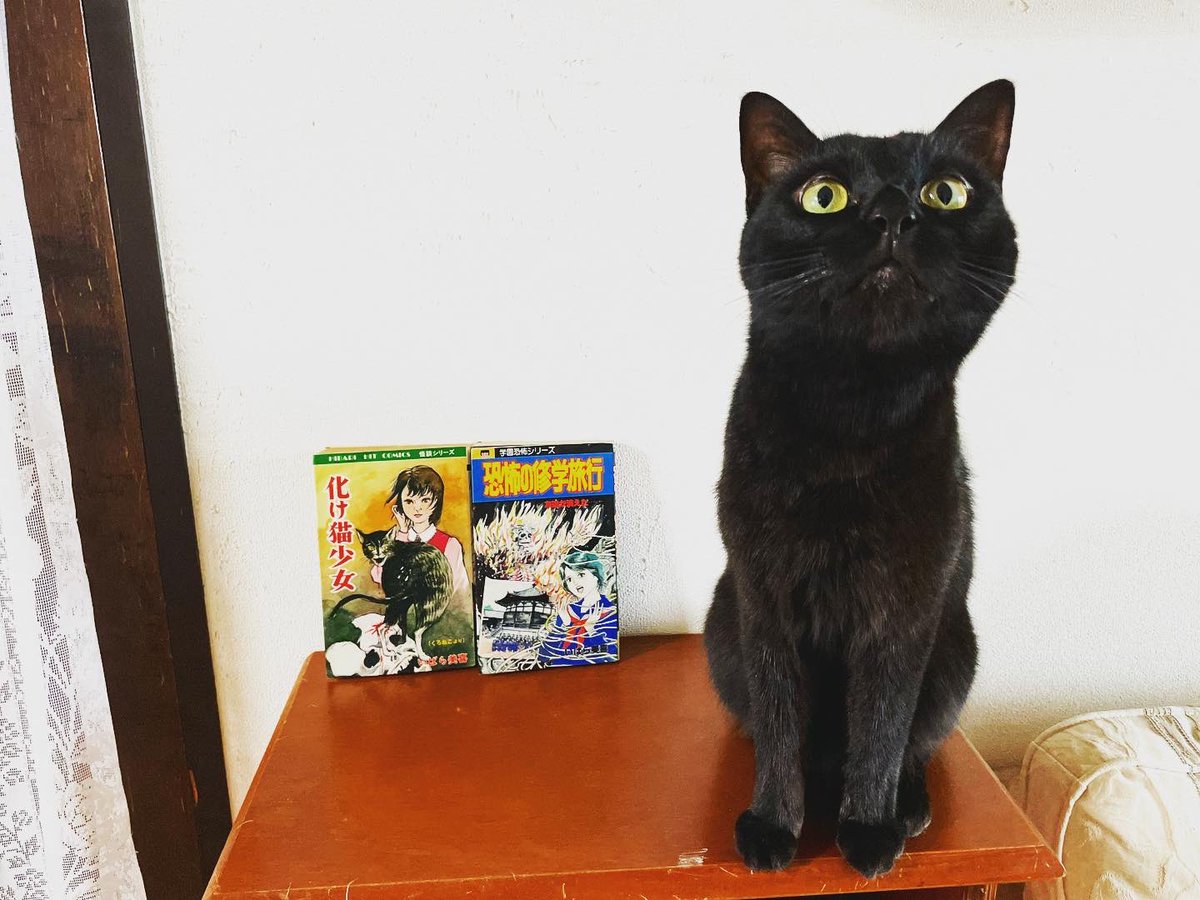 猫別府 on X: 