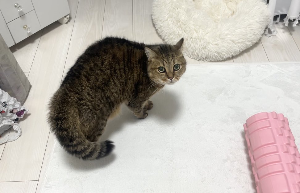 MiniraDiary's tweet image. 待て。髪切っただけだ。信用してくれ。