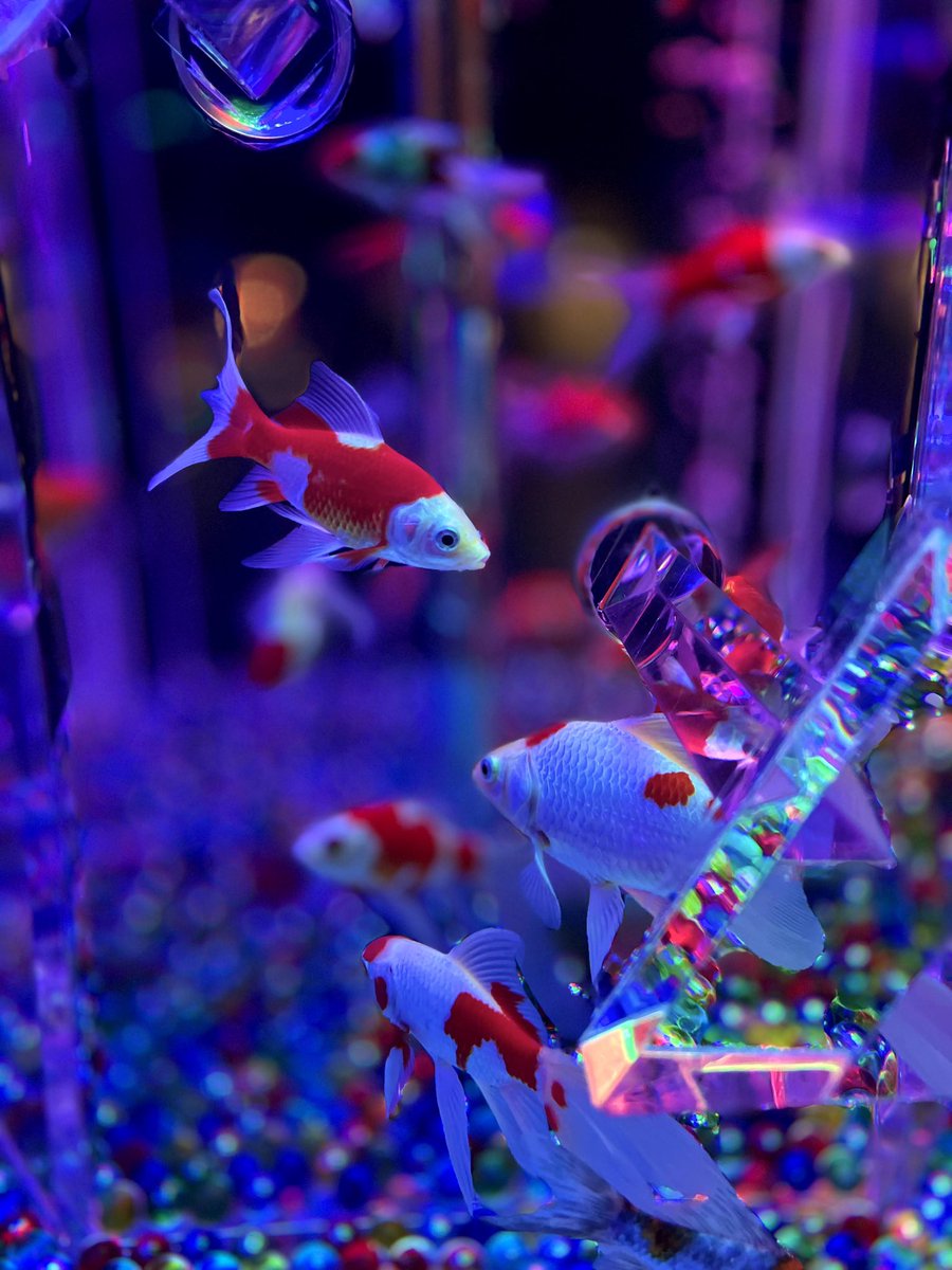 のっち tweet media