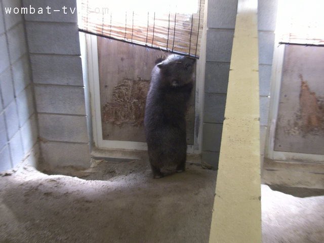 lucywombat5's tweet image. お昼寝終わりました〜。
2022/7
#ウォンバット　#五月山動物園