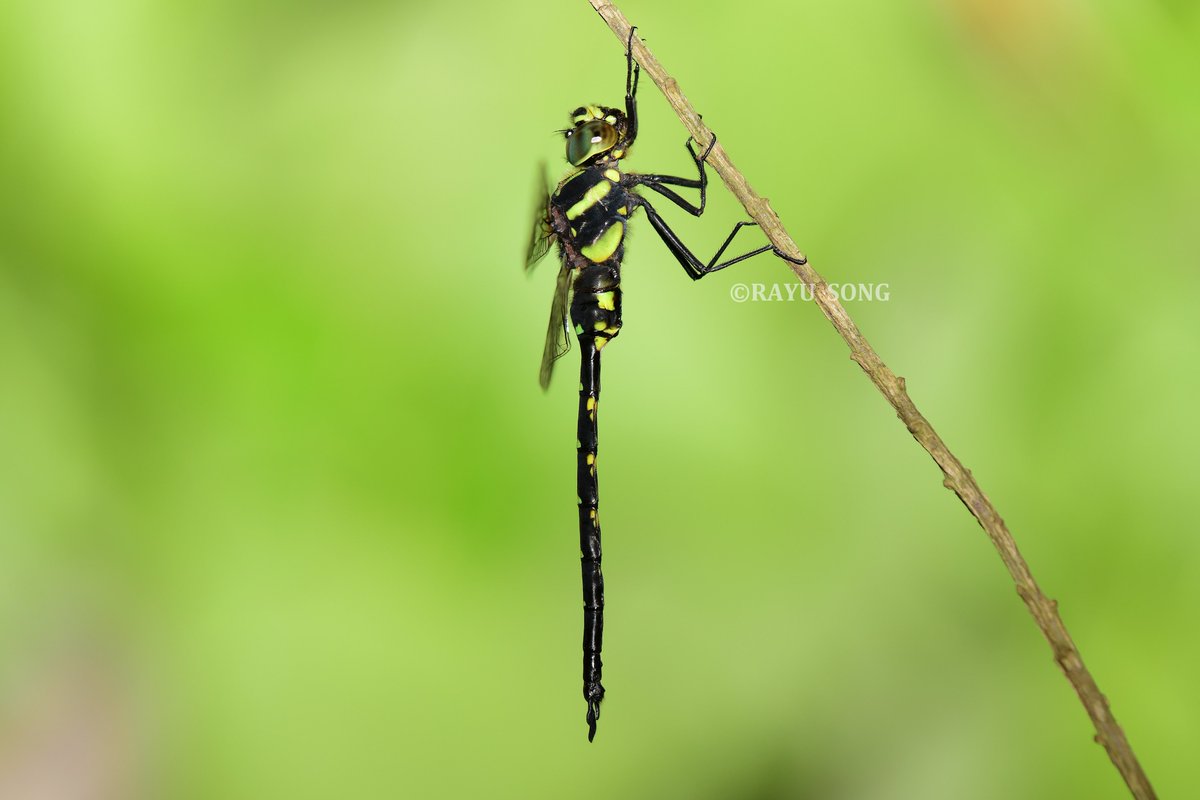 2025·华东五月。
沼蜓属待定种Sarasaeschna sp.，雄性。