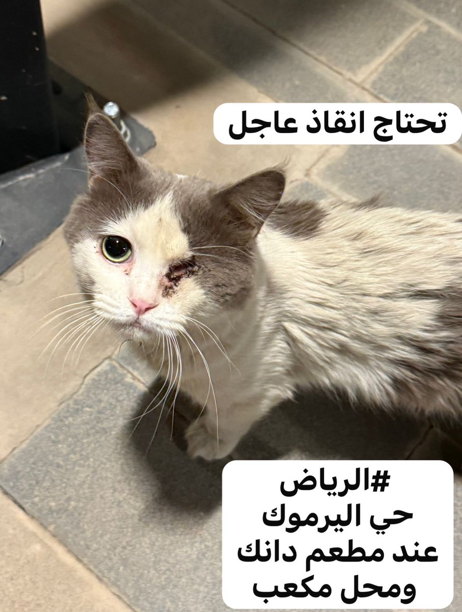 #انقاذ #قطط #الرياض