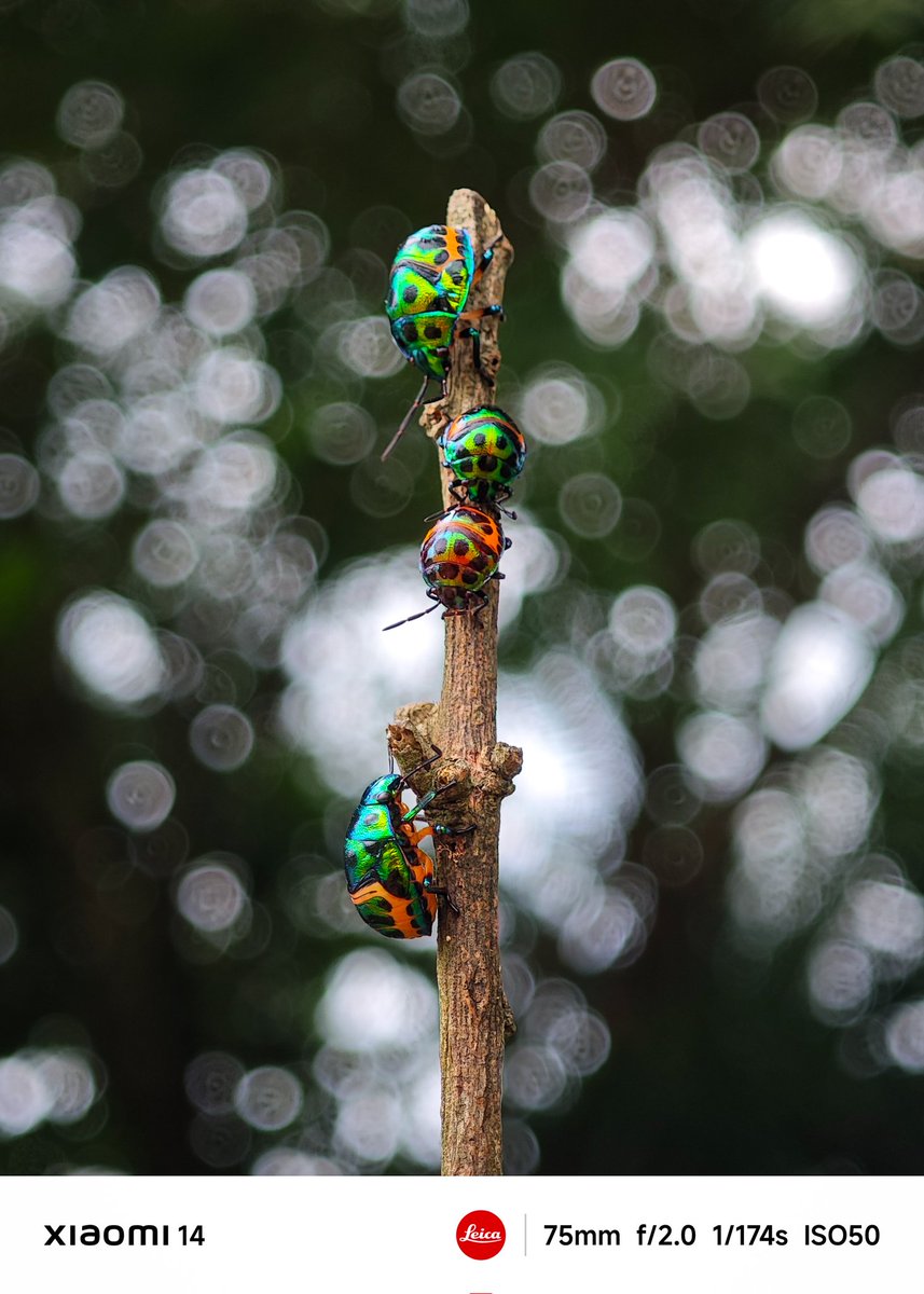 #XiaomiExplorer Partha Chatterjee for Xiaomi🇮🇳 (@parthac121) on Twitter photo A family of jewel bugs with Bokeh
#ShotOnSnapdragon
#xiaomi14 #lenstolegend #Xiaomixleica
<a href="/leijun/">Lei Jun</a> <a href="/WilliamLuXiaomi/">William Lu</a> <a href="/s_anuj/">Anuj Sharma</a> <a href="/Rozmond1/">Rosemond</a> <a href="/Snapdragon_IN/">Snapdragon India</a> <a href="/sandeep9sarma/">Sandeep Sarma</a> <a href="/hawkeye/">Muralikrishnan B</a> <a href="/Huilgol/">abhishek Huilgol</a> <a href="/manish_lenswork/">Manish</a> <a href="/Xiaomi/">Xiaomi</a> @MiFCKolkata <a href="/hormonalkhanna/">Arushi Khanna</a> A family of jewel bugs with Bokeh
#ShotOnSnapdragon
#xiaomi14 #lenstolegend #Xiaomixleica
<a href="/leijun/">Lei Jun</a> <a href="/WilliamLuXiaomi/">William Lu</a> <a href="/s_anuj/">Anuj Sharma</a> <a href="/Rozmond1/">Rosemond</a> <a href="/Snapdragon_IN/">Snapdragon India</a> <a href="/sandeep9sarma/">Sandeep Sarma</a> <a href="/hawkeye/">Muralikrishnan B</a> <a href="/Huilgol/">abhishek Huilgol</a> <a href="/manish_lenswork/">Manish</a> <a href="/Xiaomi/">Xiaomi</a> @MiFCKolkata <a href="/hormonalkhanna/">Arushi Khanna</a>