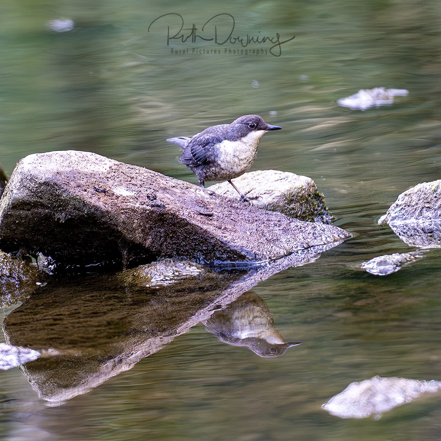 Beautiful 6am walk and a bit of time on the River Dove in the #peakdistrict watching this lovely Dipper 
<a href="/Natures_Voice/">RSPB</a> 
<a href="/SonyUK/">Sony UK & Ireland</a> 
<a href="/TamronUK/">Tamron Lenses UK</a>